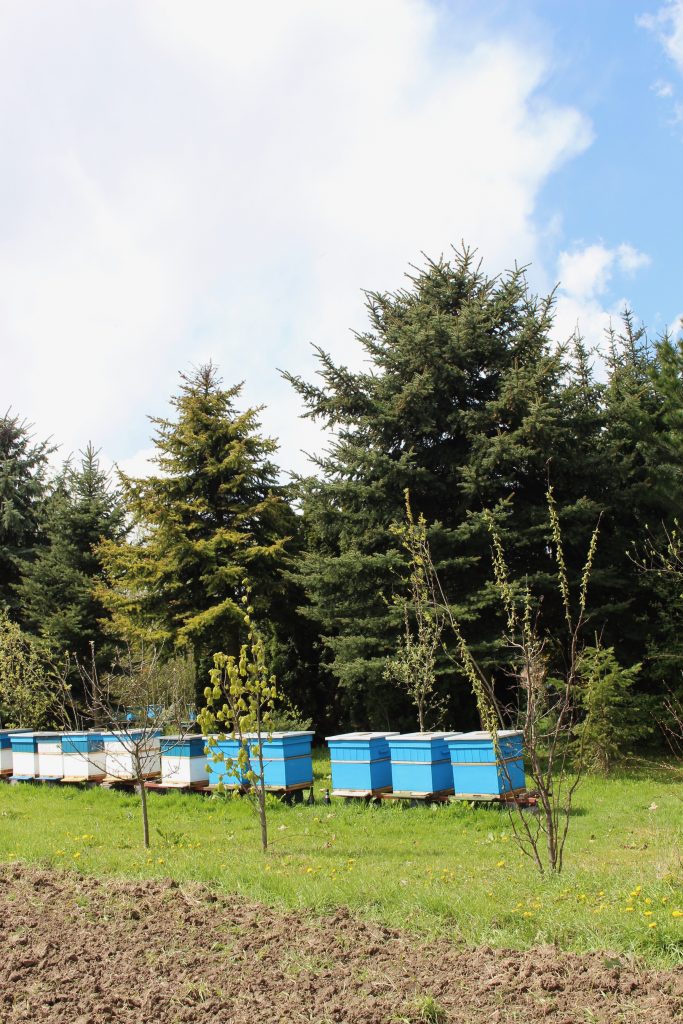 O naszej pasiece i miodzie wiosna