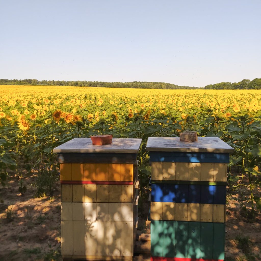 O naszej pasiece i miodzie Pasieka Franulka latem