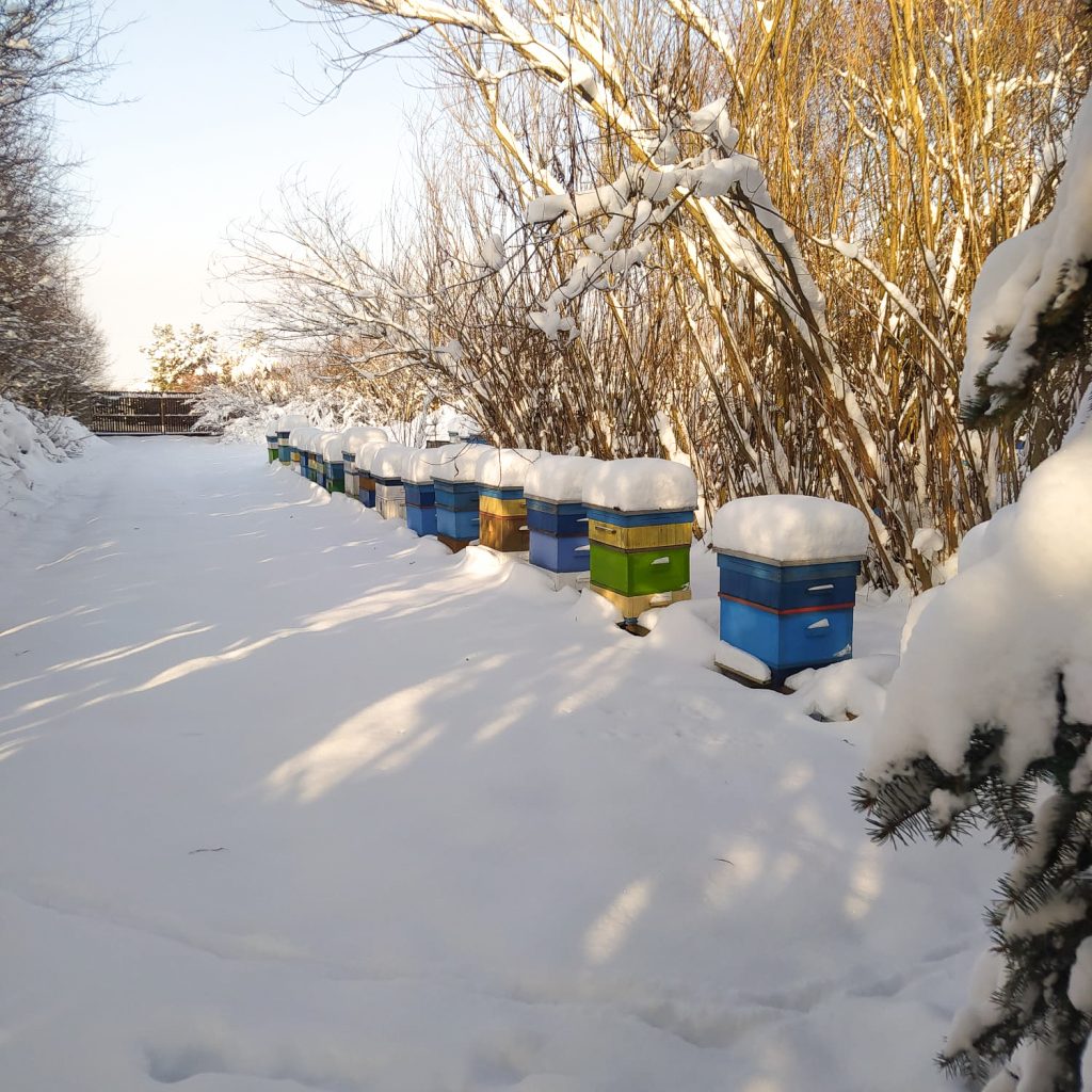 O naszej pasiece i miodzie Zima pod sniegiem